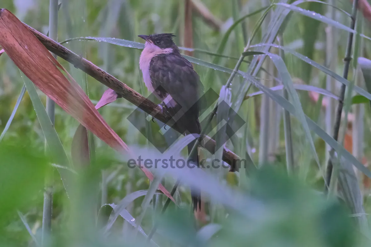 Picture of Beautiful Hummingbird with Vibrant Feathers in Wildlife Setting