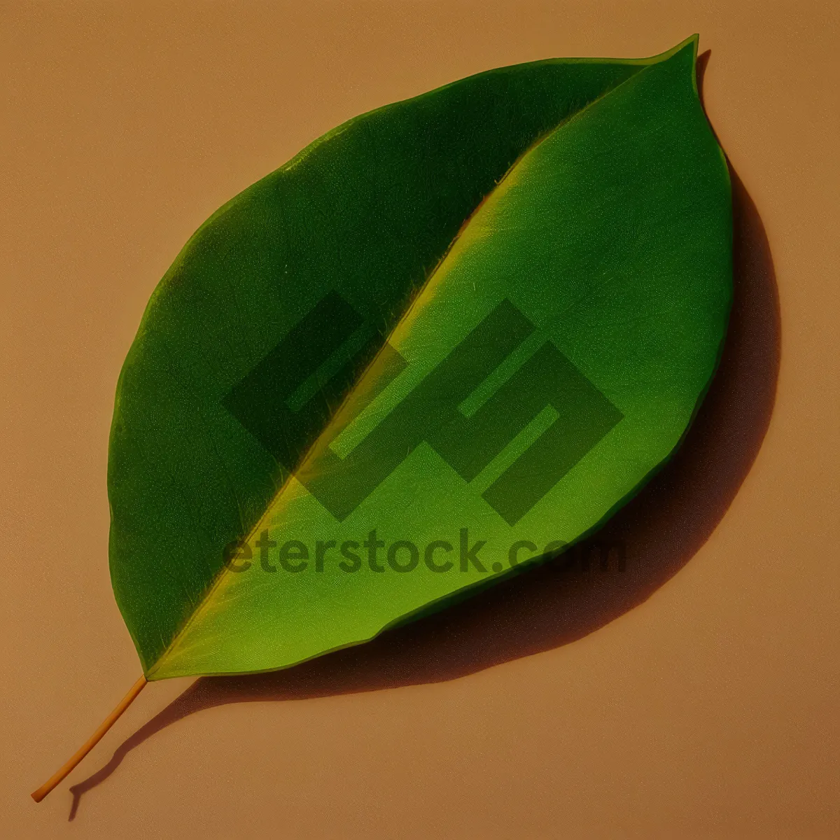 Picture of Blooming Tulip with Fig Tree in Garden