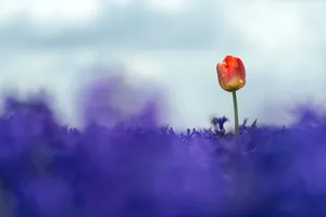 Colorful Tulip Garden in Bloom under Blue Sky