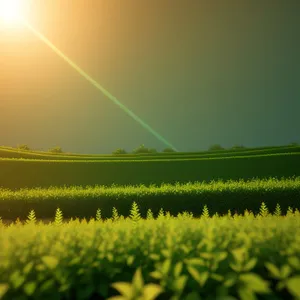 Sunlit Wheat Field in Rural Landscape