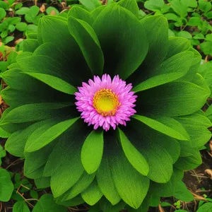 Vibrant Pink Daisy Blossom in Summer Garden