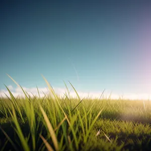 Bountiful Wheat Field in Bright Summertime Sky