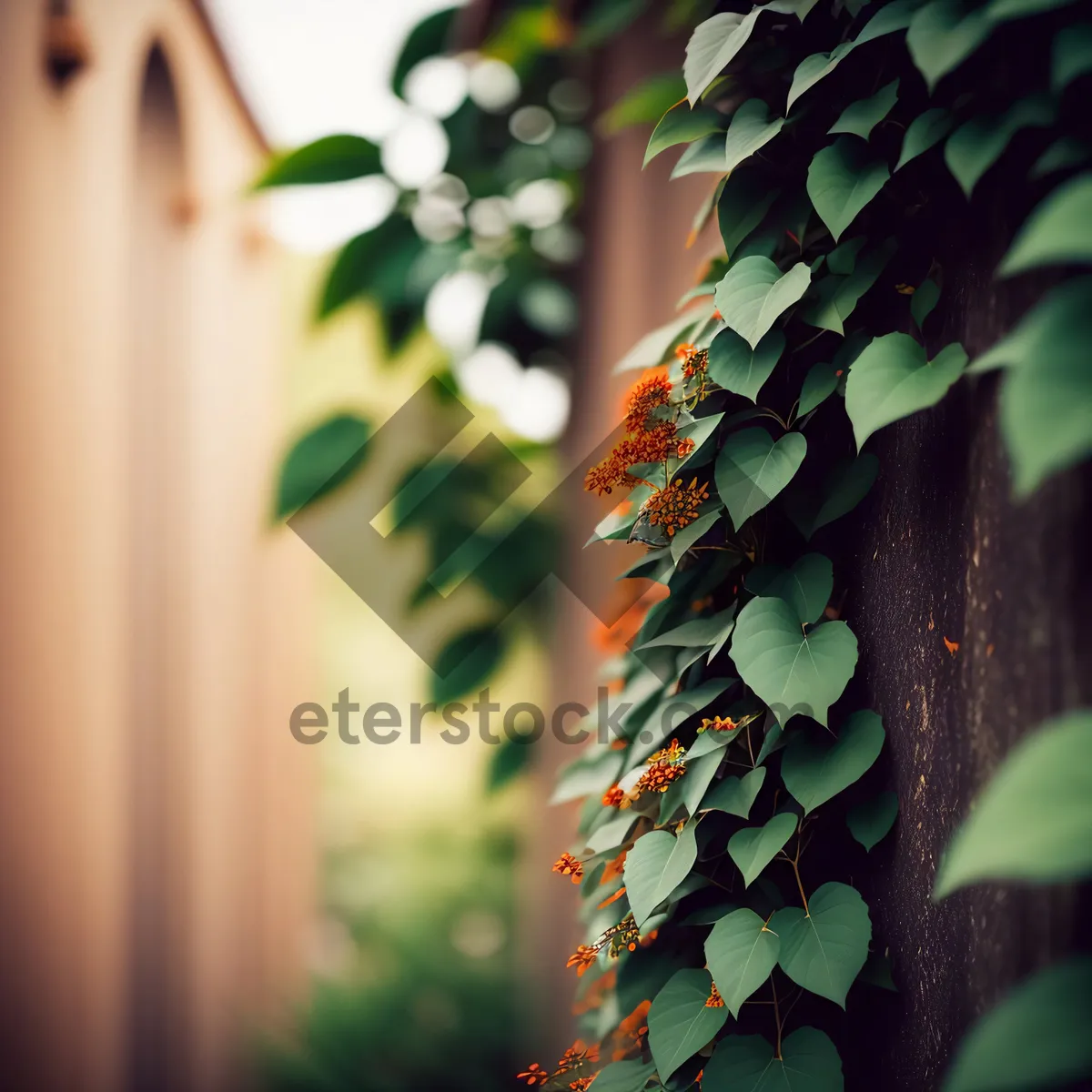 Picture of Sumac Holly Leaf - Woody Plant Shrub