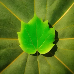 Bright Spring Foliage: Close-Up of Arboreal Arum Leaf