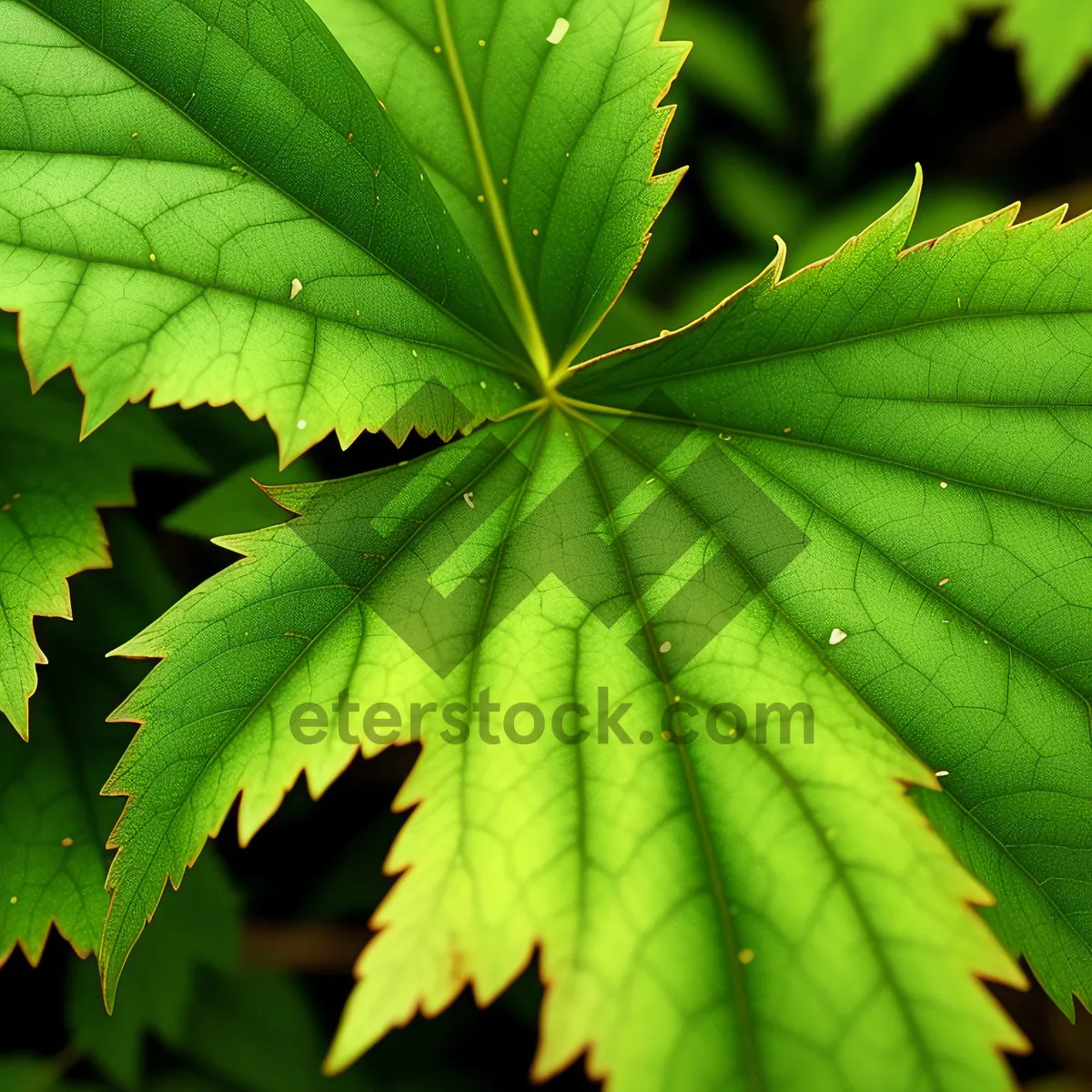 Picture of Vibrant Maple Leaves in Summer Forest