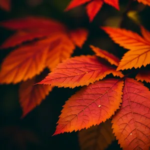 Golden Fall Foliage: Vibrant Maple Leaves in Autumn Forest