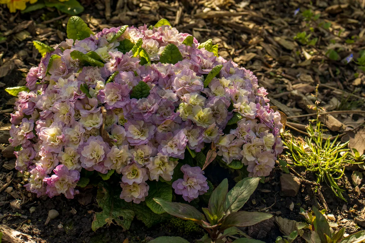 Picture of Colorful Garden Flowers: Yarrow and Hydrangea Blooms