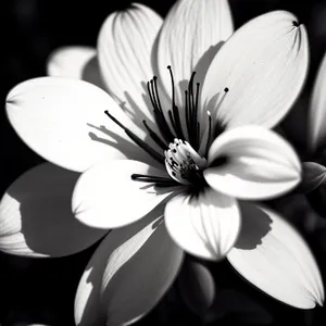 White Daisy Blossom in Summer Garden