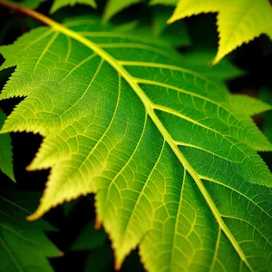 Vibrant Sumac Leaves in Sunlit Forest