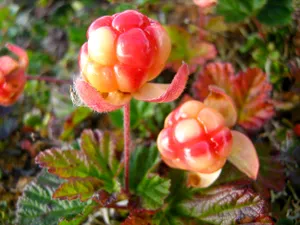 Fresh Juicy Cherry Berry on Green Leaves Branch