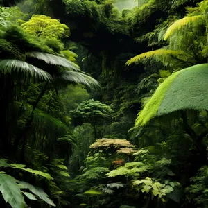 Tropical Jungle Canopy: Lush Foliage Surrounded by Towering Trees