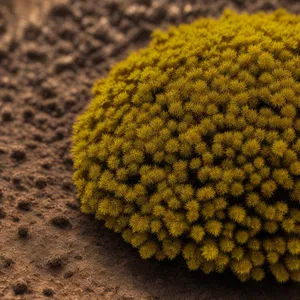 Sunny Blossoms: Yellow Chamomile Daisy in Closeup