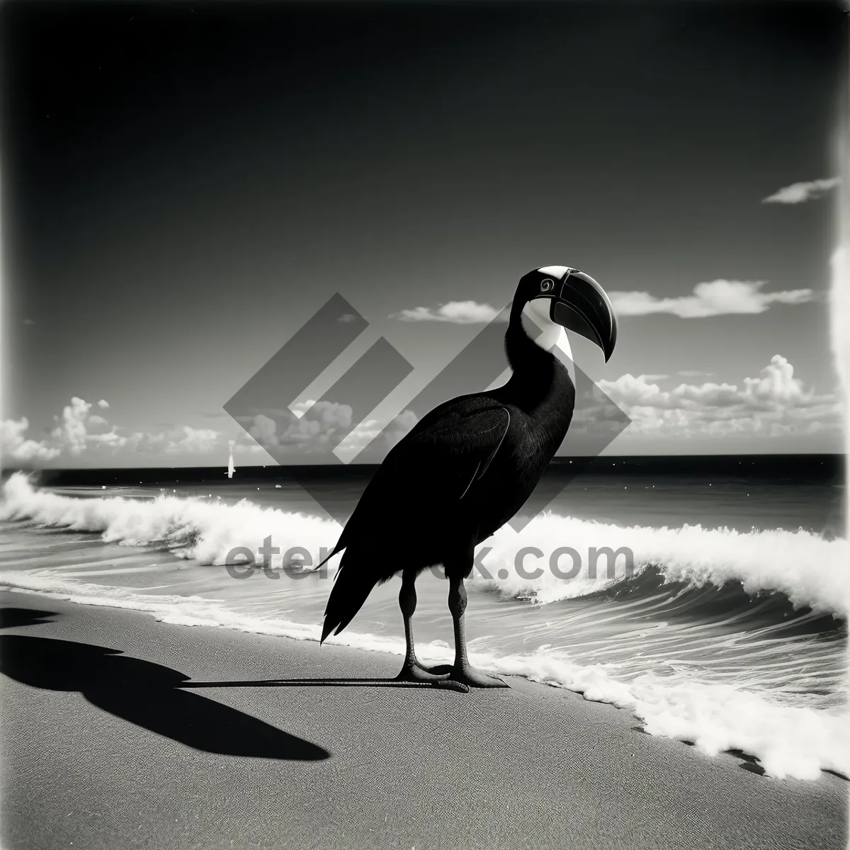 Picture of Sunset silhouette of a pelican flying over the beach