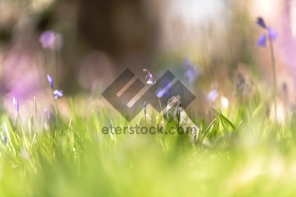 Picture of Summer Meadow under Sunny Sky with Dandelions