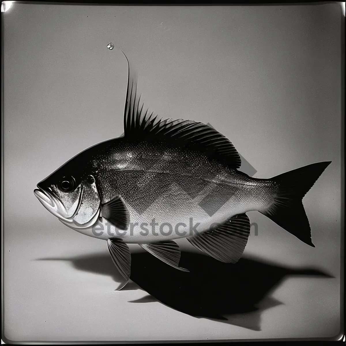 Picture of Tropical Fish Swimming in Crystal Clear Aquarium Waters