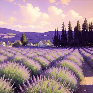 Vibrant Lavender Blooms Against Lush Green Landscape