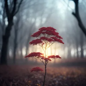 Winter Maple Branch in Snowy Forest