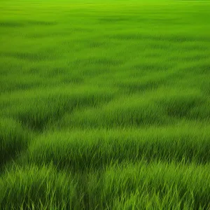 Lush Green Wheat Field in Summer