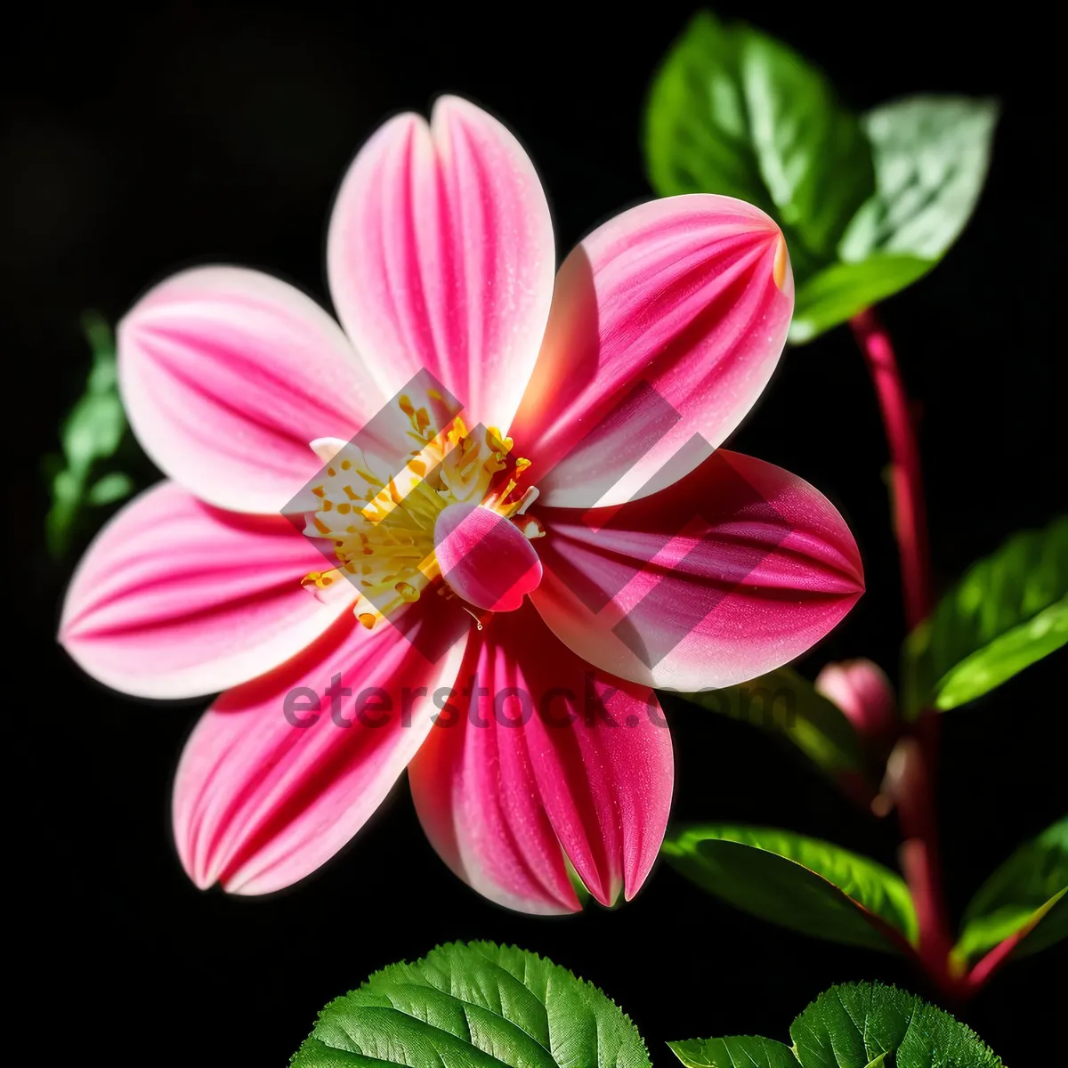 Picture of Pink Petal Floral Blossom in Summer Garden