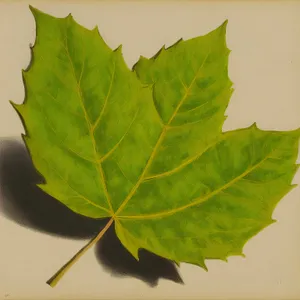 Vibrant Autumn Maple Leaf Close-Up