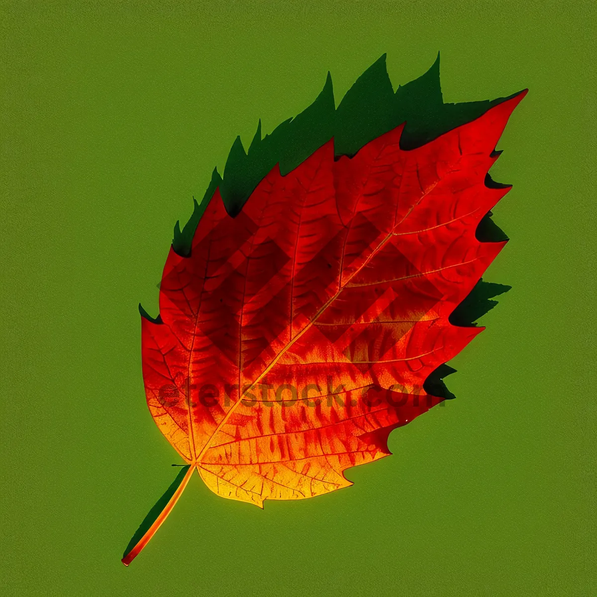 Picture of Vibrant Autumn Maple Leaf with Yellow Foliage