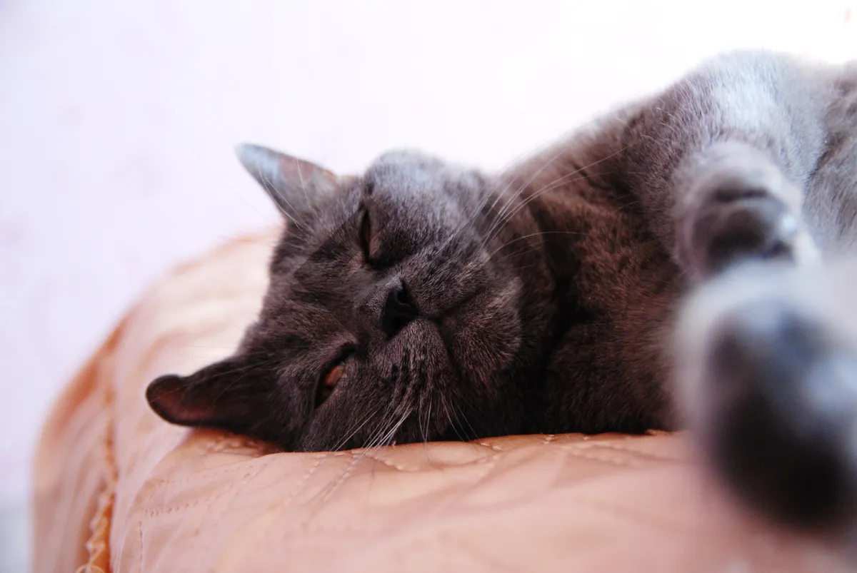 Picture of Adorable tabby kitten with gray fur and big eyes