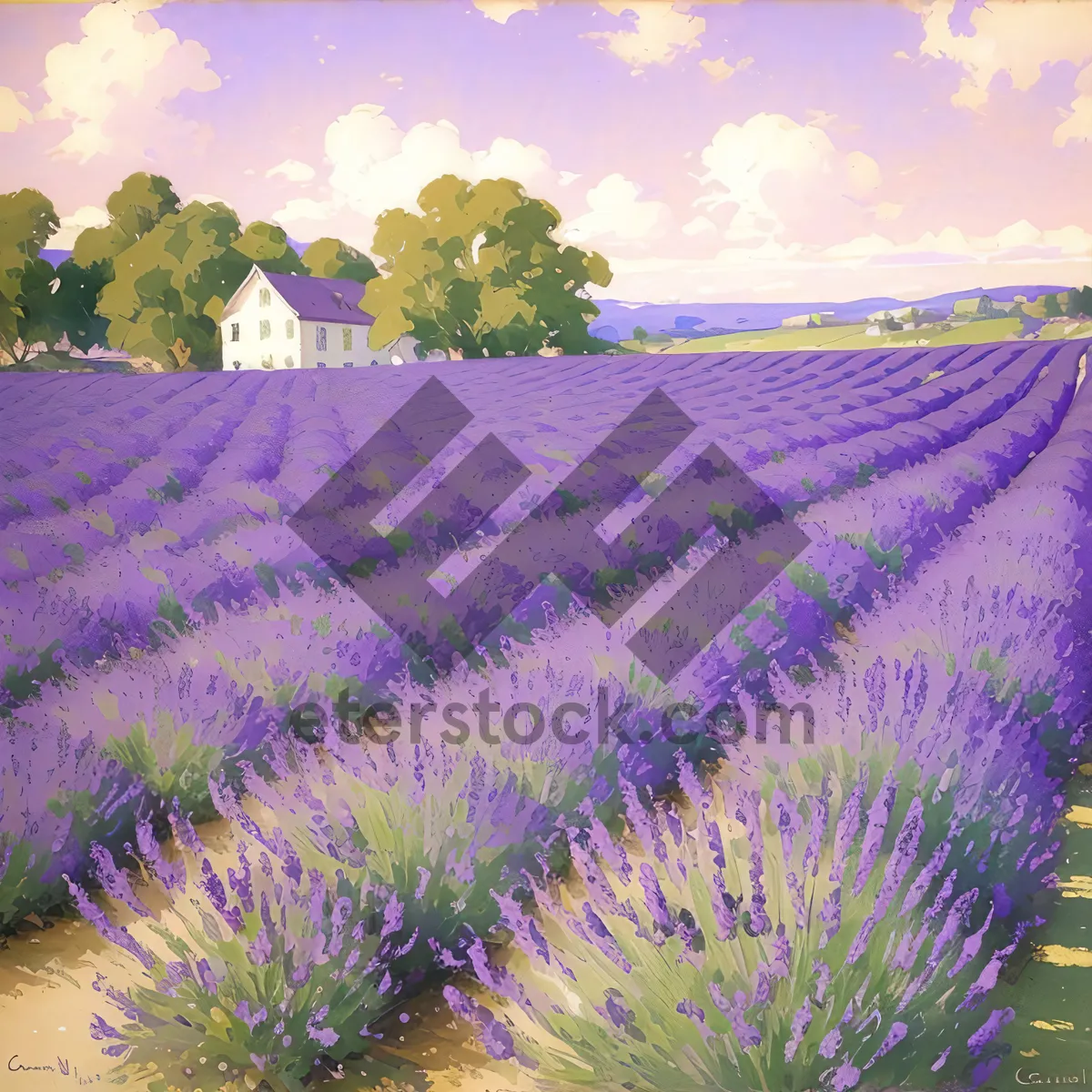 Picture of Vibrant Night Sky Fireworks Over Lavender Field