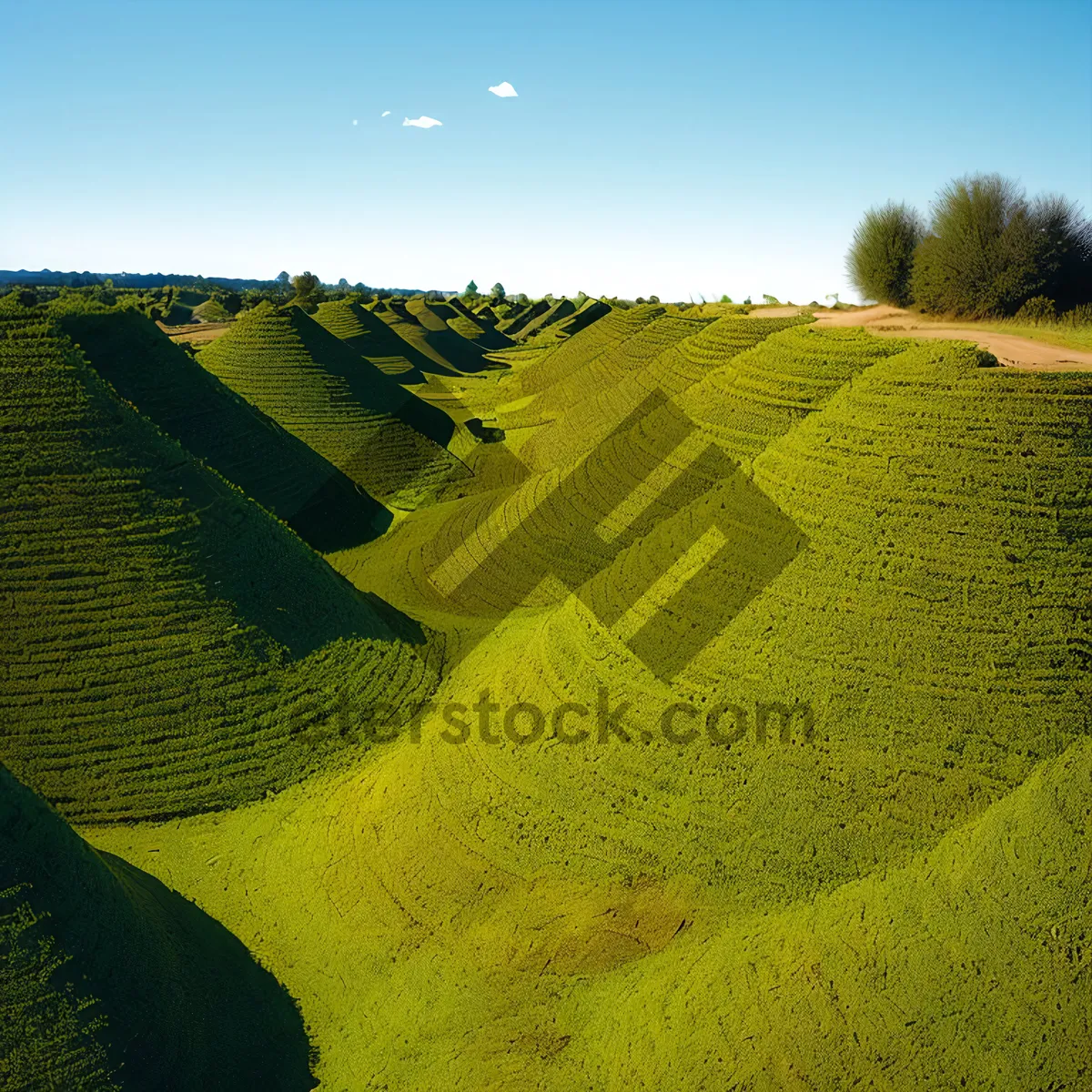 Picture of Vibrant Rural Farm Landscape with Sunflowers and Soybeans