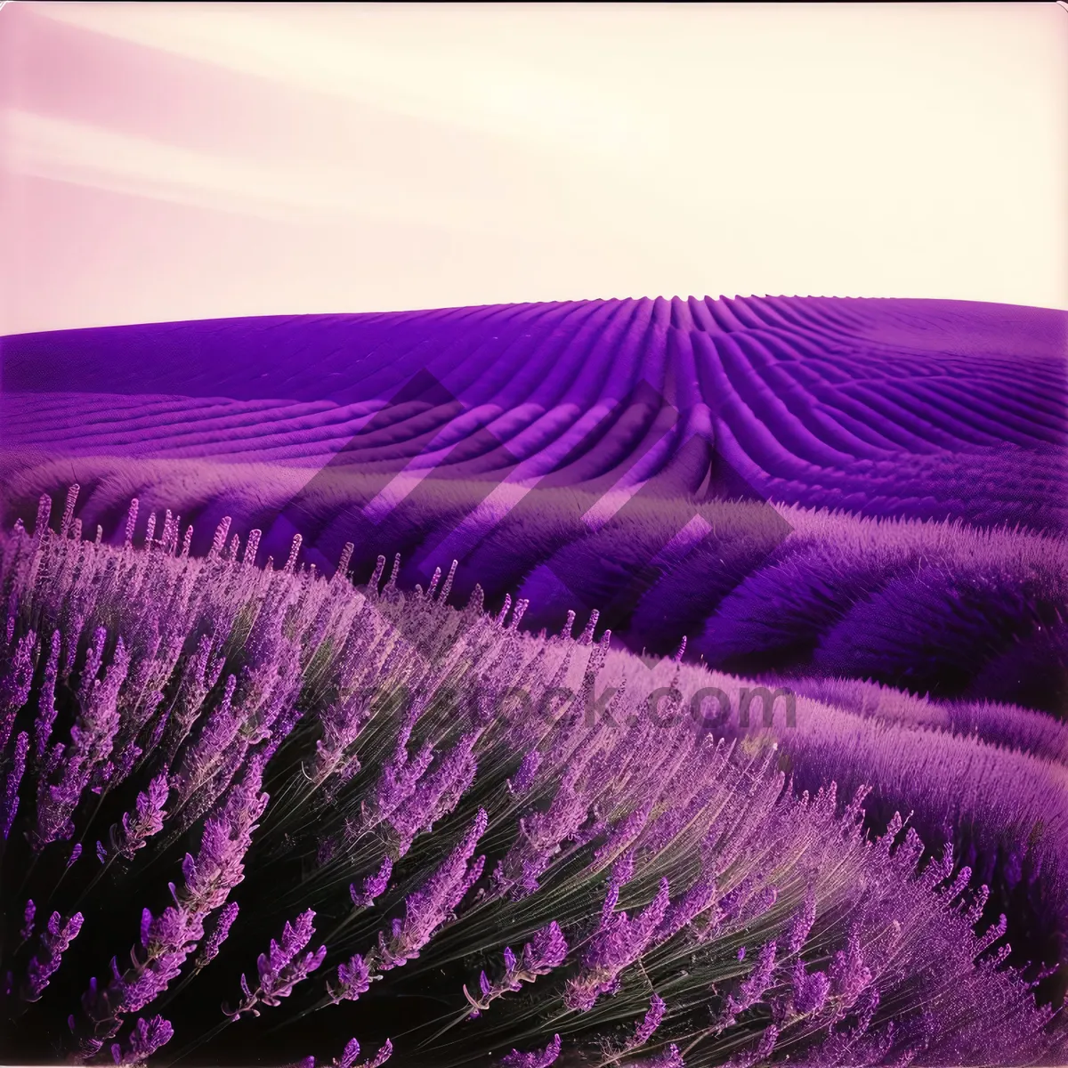 Picture of Ethereal Lavender: A Colorful Vascular Plant Inspired Fractal