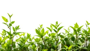 Summer tea tree branch with fresh leaves