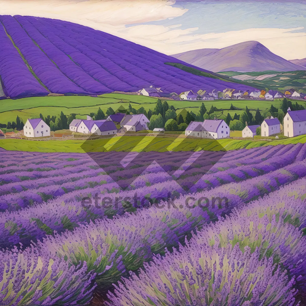 Picture of Vibrant Lavender Field in Blooms