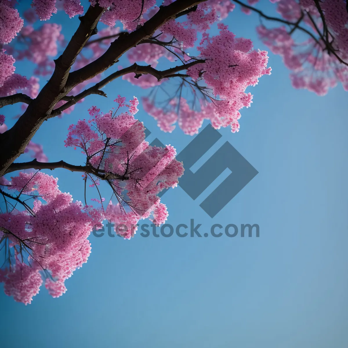 Picture of Vibrant Pink Desert Willow Blooming Against Blue Sky