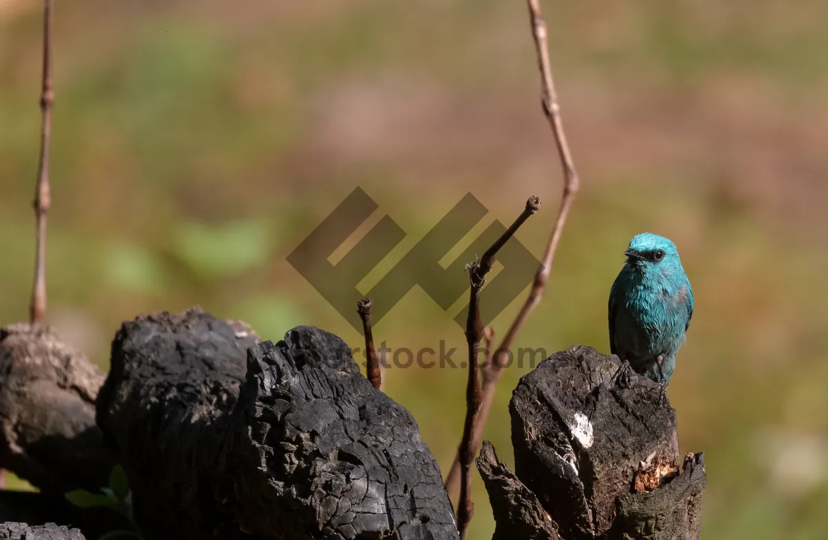 Picture of Colorful indigo bunting bird with vibrant feathers.