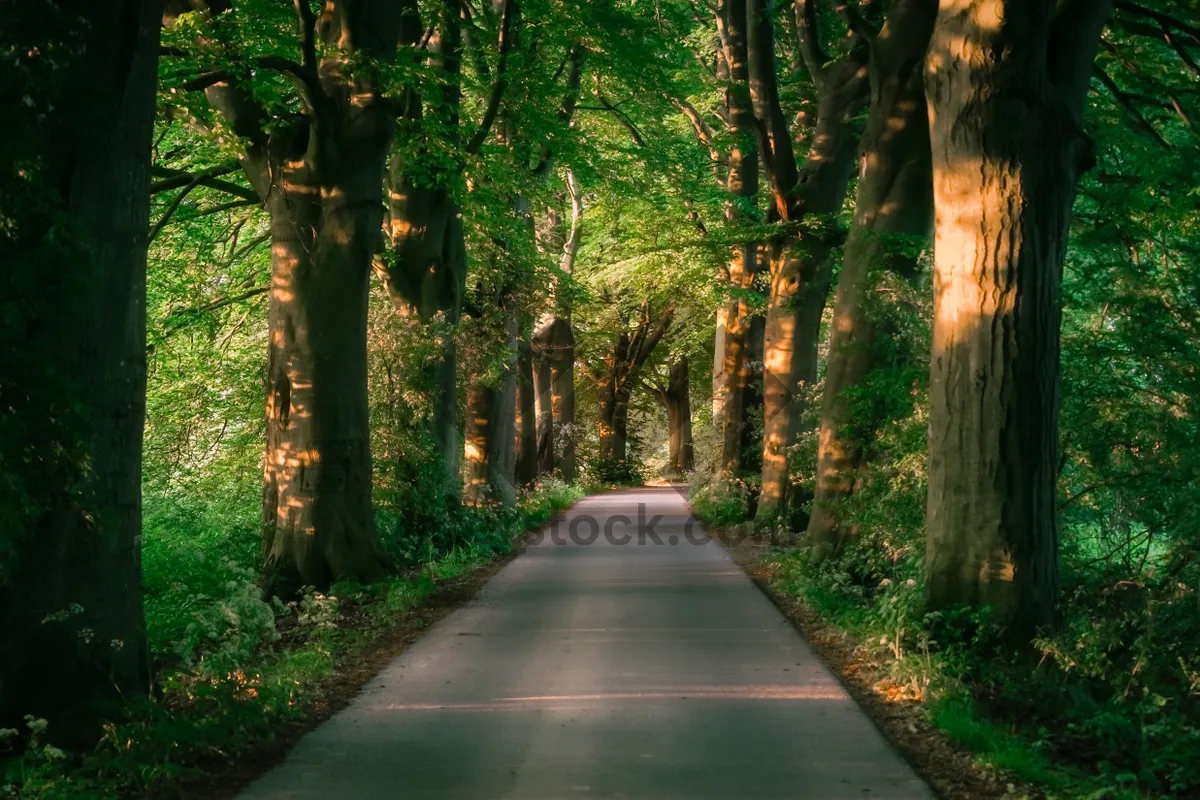 Picture of Autumn park scenery with tree-lined road