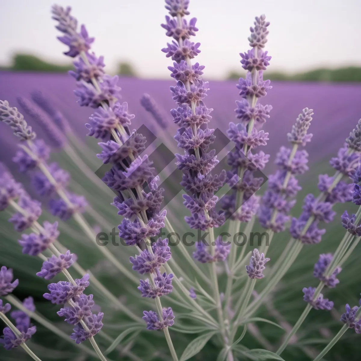 Picture of Lavender Blooms in Rural Garden"
or
"Purple Herbal Shrub Fragrance