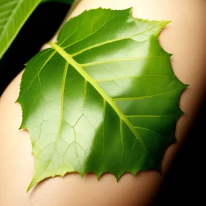 Fresh Green Leaves of True Laurel Tree in Spring