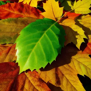 Vibrant Autumn Maple Leaves in Golden Forest