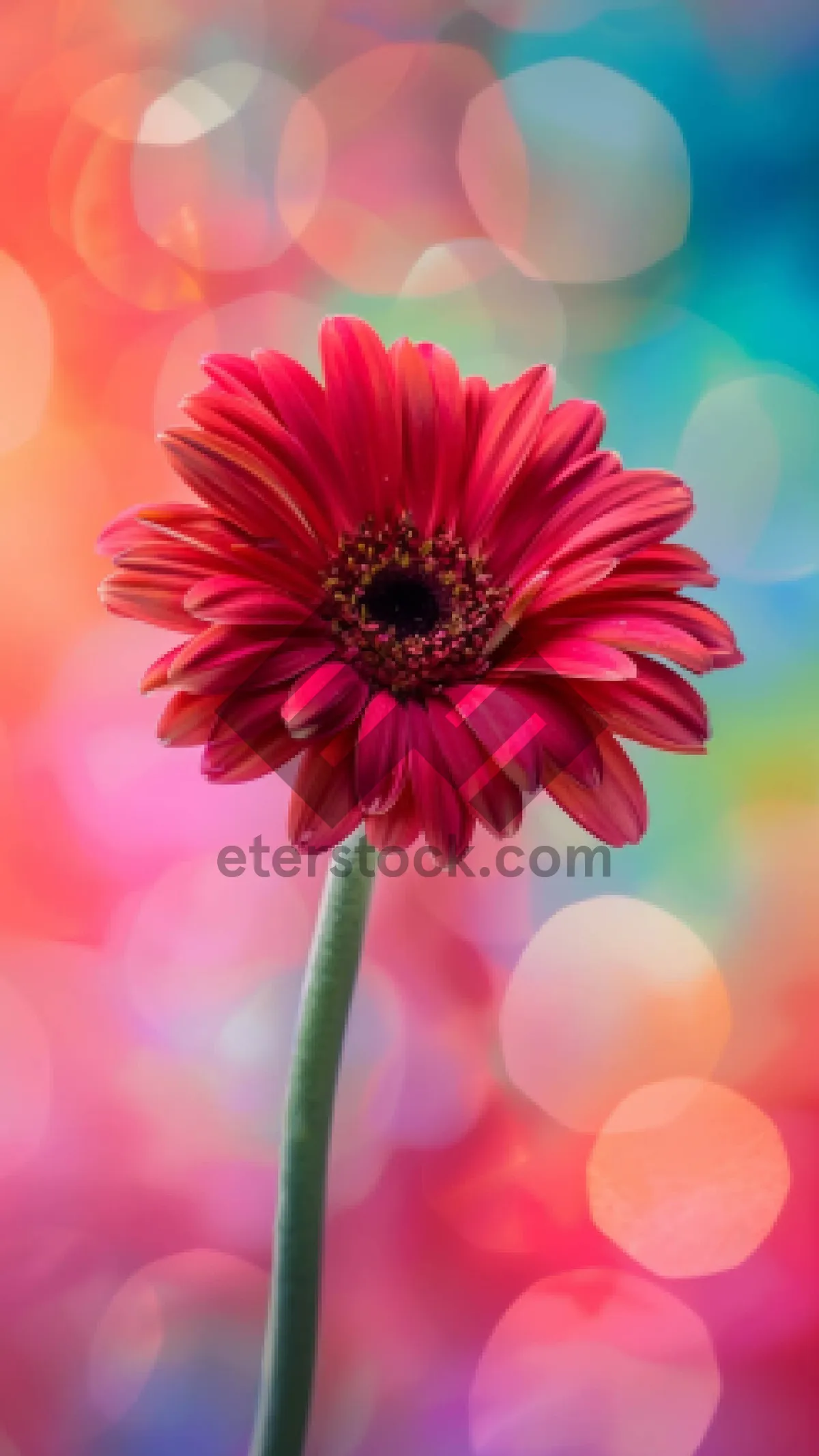 Picture of Vibrant pink daisy in full bloom close up.