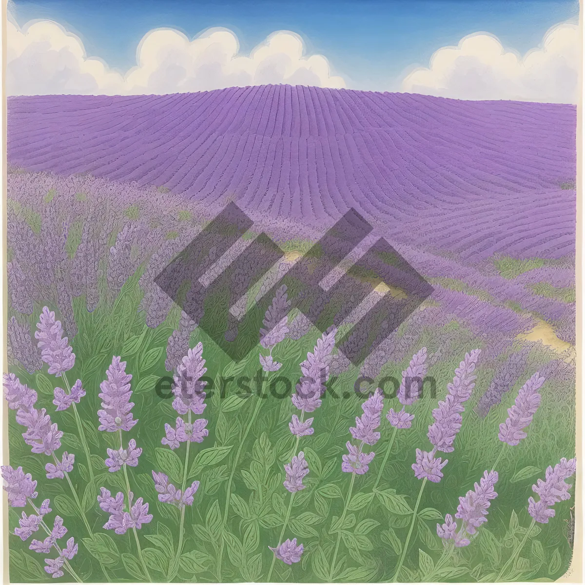 Picture of Lavender Field in Blossom: Serene Summer Meadow