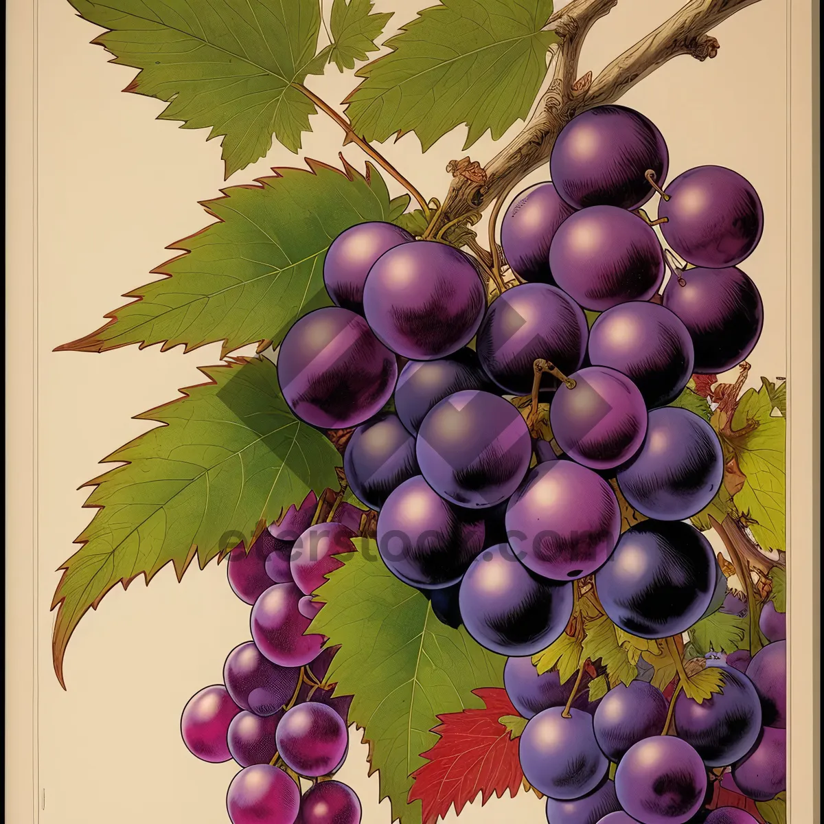 Picture of Autumn Harvest of Juicy Purple Grapes in a Vineyard