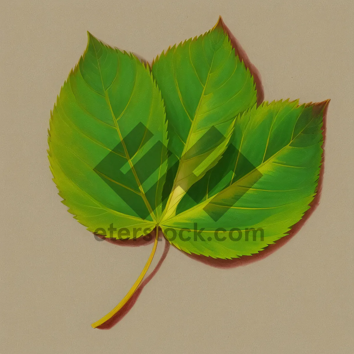 Picture of Bright Lotus Leaf in Natural Spring Garden