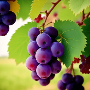 Fresh Autumn Harvest: Juicy Purple Grape Cluster