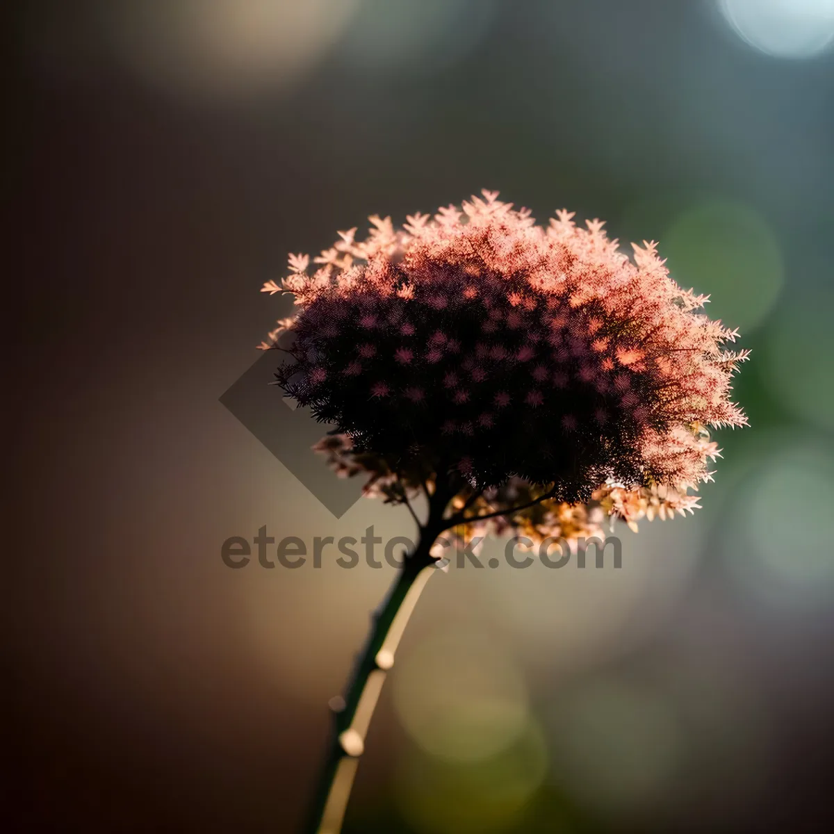 Picture of Beautiful Spirea Blooming in Garden