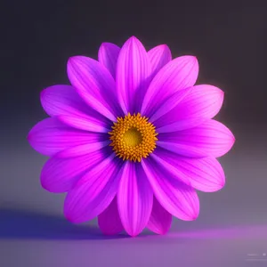 Vibrant Pink Daisy Blossom in Full Bloom