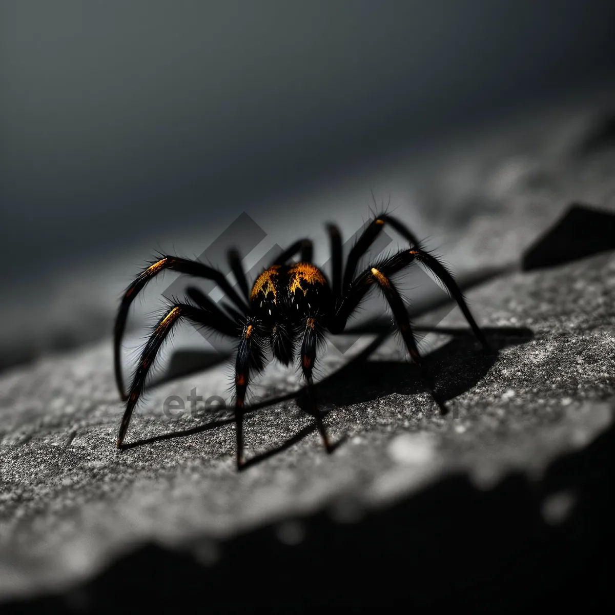 Picture of Black Widow Arachnid: Captivating Black and Gold Garden Spider