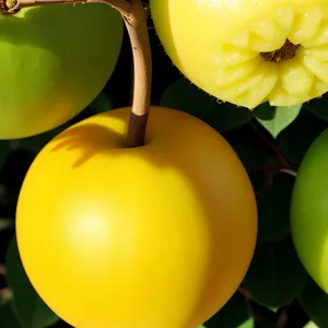 Golden Delicious Apple - Fresh, Juicy and Nutritious