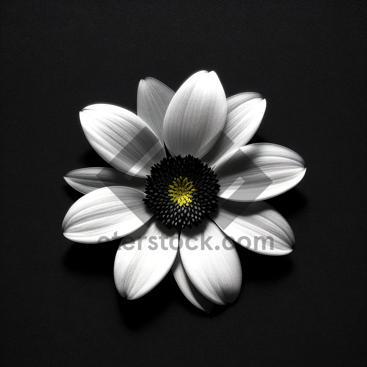 Picture of Bright Yellow Daisy Petals in Bloom