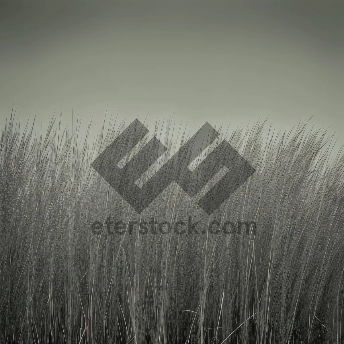 Picture of Golden Harvest: Rustic Wheat Field under Summer Sky