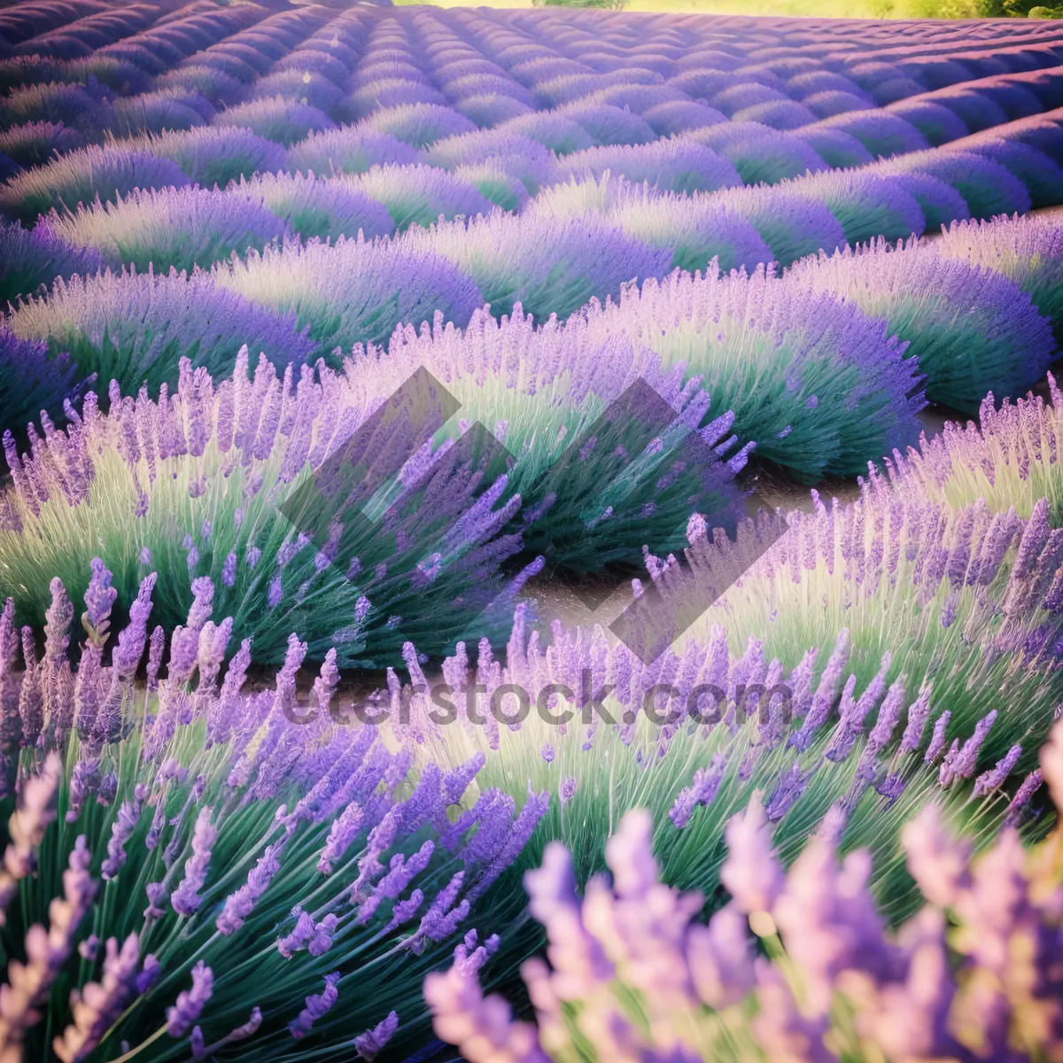 Picture of Colorful Lavender Shrub in Rural Field