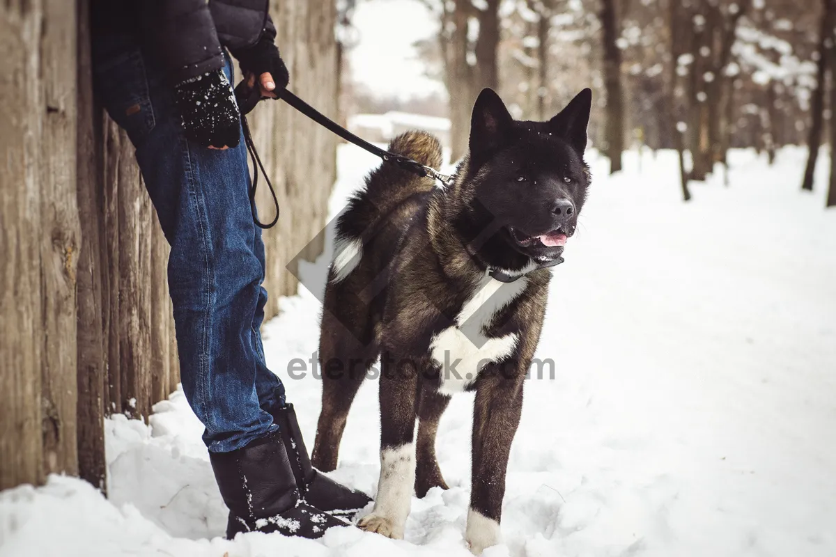 Picture of Man skiing with his dog in snowy mountains.